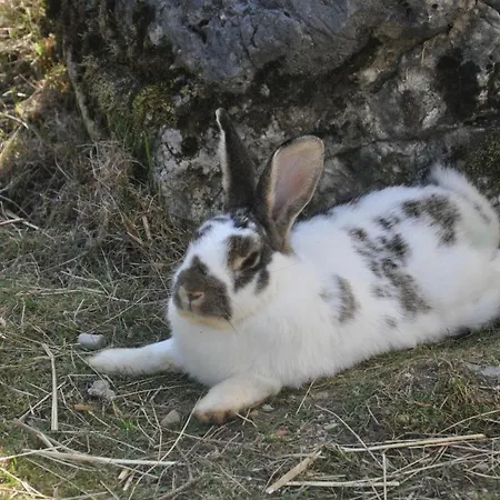 Berger * Rossleithen