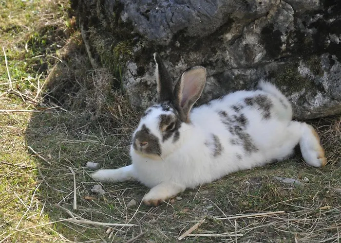 Berger * Rossleithen